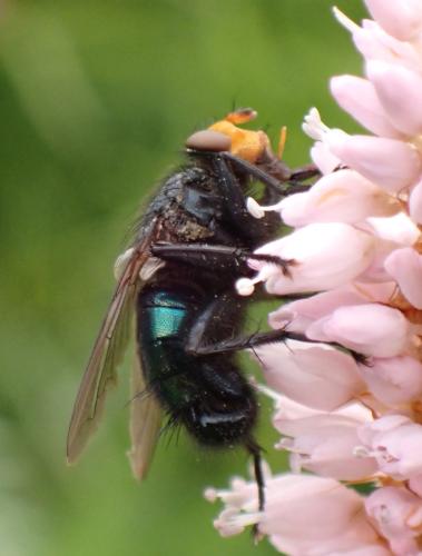 Cynomya mortuorum